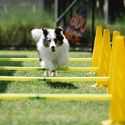 The Learning Leash