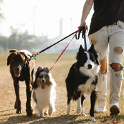 The Learning Leash