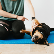 The Learning Leash