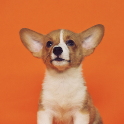 The Learning Leash 