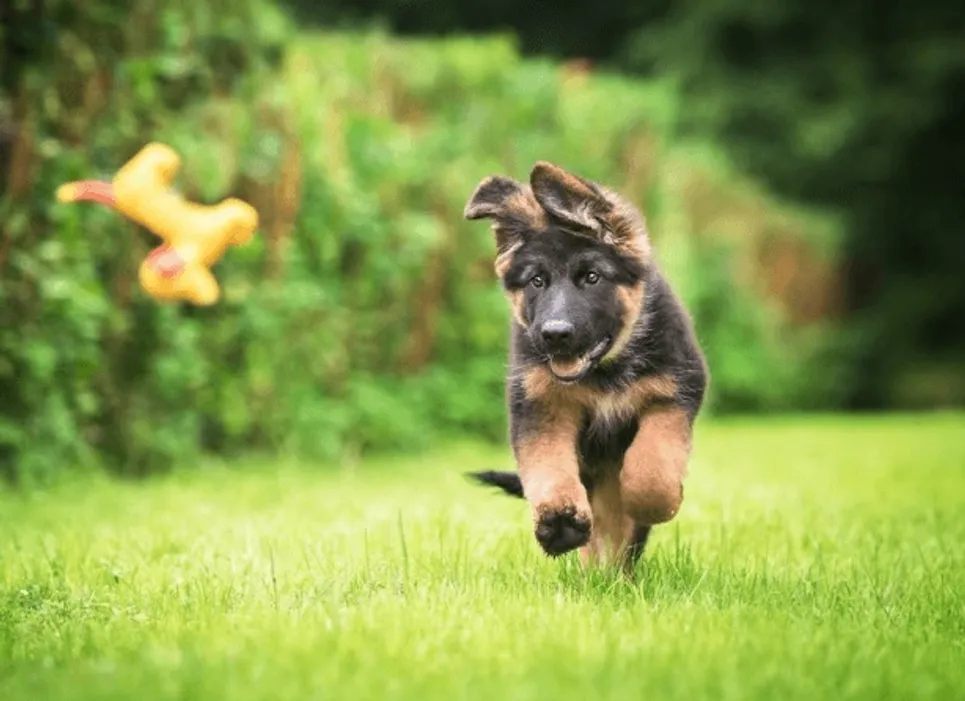 The Learning Leash